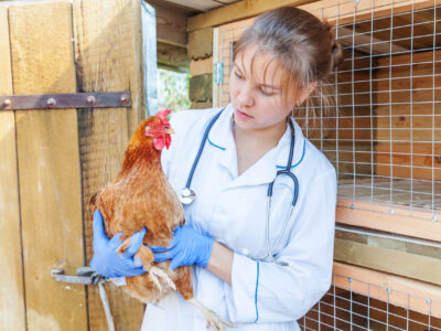 Happy young veterinarian woman with stethoscope holding and examining chicken on ranch background. Hen in vet hands for check up in natural eco farm. Animal care and ecological farming concept. Happy young veterinarian woman with stethoscope holding and examining chicken on ranch background. Hen in vet hands for check up in natural eco farm. Animal care and ecological farming concept