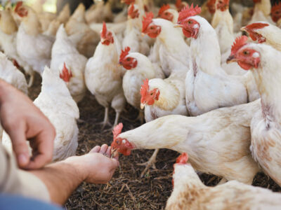 Legis_Blog Hands, chicken and feeding at outdoor farm for growth, health and development with sustainable organic farming. Man, farmer and poultry expert for eggs, birds or meat for protein in countryside field.